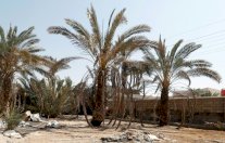 الحروب وتداعياتها أيبست نخيل العراق