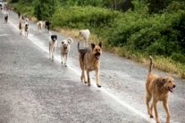 الحكومة المصرية تتراجع عن تصدير الكلاب والقطط الشاردة