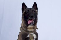 البيت الابيض يستقبل الكلب الذي شارك في تصفية البغدادي