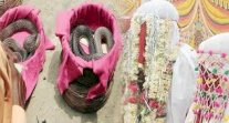 ثعابين سامة مهر الزواج لدى قبيلة هندية