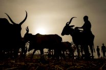 نيجيريا: البقر مقابل السلاح