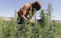 النيجر تضبط كمية قياسية من صمغ القنب المهرب من لبنان