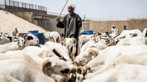 النزاعات تهدِّد تجارة خراف العيد في الساحل الإفريقي