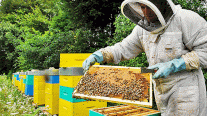فرنسا: دراسة تُنبِّه لخطورة المبيدات الحشرية على حياة النحل