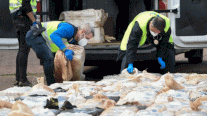 الكوكايين يغزو أوروبا انطلاقاً من بلجيكا وهولندا