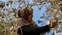 مزارعو الزيتون الفلسطينيون والإسرائيليون يواجهون تحدّي تغيّر المناخ