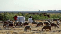 التغيّر المناخي يحوّل حقول قمح في شمال شرق سوريا الى مراع للأغنام