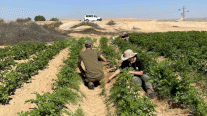 متطوعون لمساعدة مزارعين من عرب إسرائيل