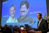 نوبل الطب 2024 للأميركيين أمبروس وروفكون