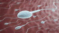 القاتل الصامت للحيوانات المنوية.. خبير يتحدث عن أخطاء يومية يرتكبها الرجال