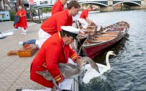 بدء التعداد السنوي لـ(بجع) الملك تشارلز الثالث