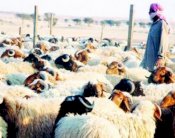 السعودية: سعر الأضحية لموسم حج العام 490 ريالاً 