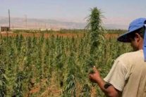 ضبط 127 طنًا من القنب الهندي المغربي المهرّب إلى الجزائر