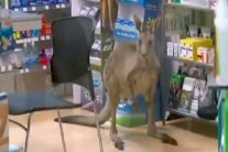 عمليات كر وفر في أستراليا بطلها كنغارو هارب