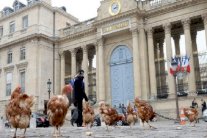 الدجاج يتظاهر أمام برلمان فرنسا احتجاجًا على قوننة المثلية 