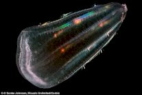 مشط البحر الهلامي أحد أسلاف الجنس البشري