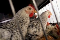 فضيحة غذائية جديدة في بريطانيا: دجاج محقون بالماء