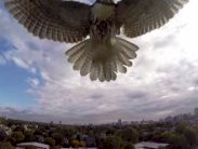 صقر يفترس طائرة من دون طيار