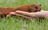 الدنمارك تنوي حظر الجنس مع الحيوانات