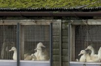 حالات من انفلونزا الطيور في مزارع هولندية وبريطانية