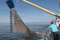 بحر الشمال كنز النفط والسمك