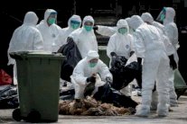 توصيات دولية بتسريع تدابير الوقاية من انفلونزا الطيور