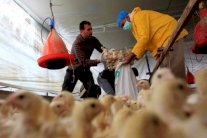 أنفلونزا الطيور تهديد من نوع آخر يُقلق المصريين