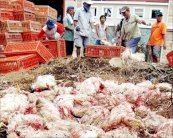 تسجيل ثامن حالة وفاة بانفلونزا الطيور في مصر 