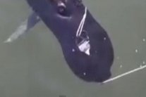 آخر الابتكارات الأميركية... سمكة تجسس