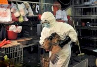 سلطات هونغ كونغ ترفع التأهب بسبب انفلونزا الطيور