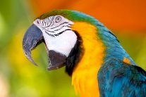  ببغاء يتسبب بإنذار كاذب في ألمانيا