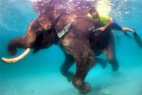 ولي عهد دبي يسبح مع فيل نادر في المحيط الهندي