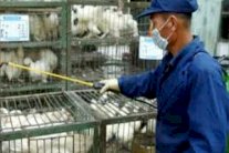 عودة أنفلونزا الطيور إلى كوريا الشمالية