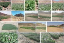 الإخوان تزرع المخدرات في سيناء لتمويل العمليات الإرهابية