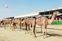 الإمارات توقف استيراد الإبل مؤقتا بسبب كورونا