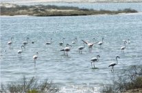 طائرات دون طيار لمراقبة وحماية أنواع من الطيور في أبوظبي