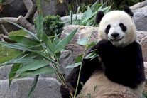 باندا صينية عرافة مونديال البرازيل 2014