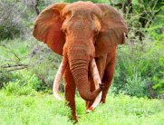 صيادون في كينيا قتلوا الفيل الشهير