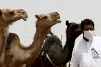 اكتشاف خمس إصابات بفيروس كورونا بين الإبل في الكويت