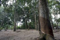 اشجار الشقاق بين جمهورية الكونغو الديموقراطية ورواندا