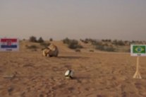 الجمل شاهين يتنبأ بنتائج المونديال من الإمارات