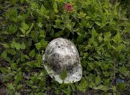 مصرع 25 شخصا في انهيار منجم ذهب في افريقيا الوسطى