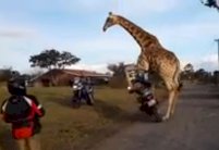 زرافة تهوى الدراجات النارية