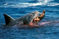 القرش يهاجم الرجل تسع مرات أكثر من المرأة