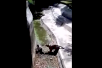 نمر أبيض يفترس شابًا في الهند