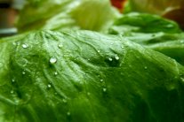 خطة طموحة لإنماء النباتات الخضراء على سطح المريخ