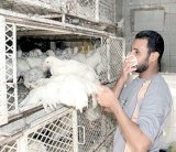 ثالث حالة وفاة بأنفلونزا الطيور في 2015 في مصر 