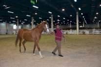 أصايل عمانية يصيب نجاحًا كبيرًا