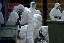 اعدام تسعة الاف دجاجة بسبب انفلونزا الطيور بفلسطين