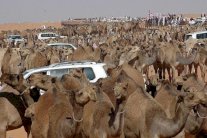 اجتماع حاسم مع ملاك الإبل في السعودية بسبب 